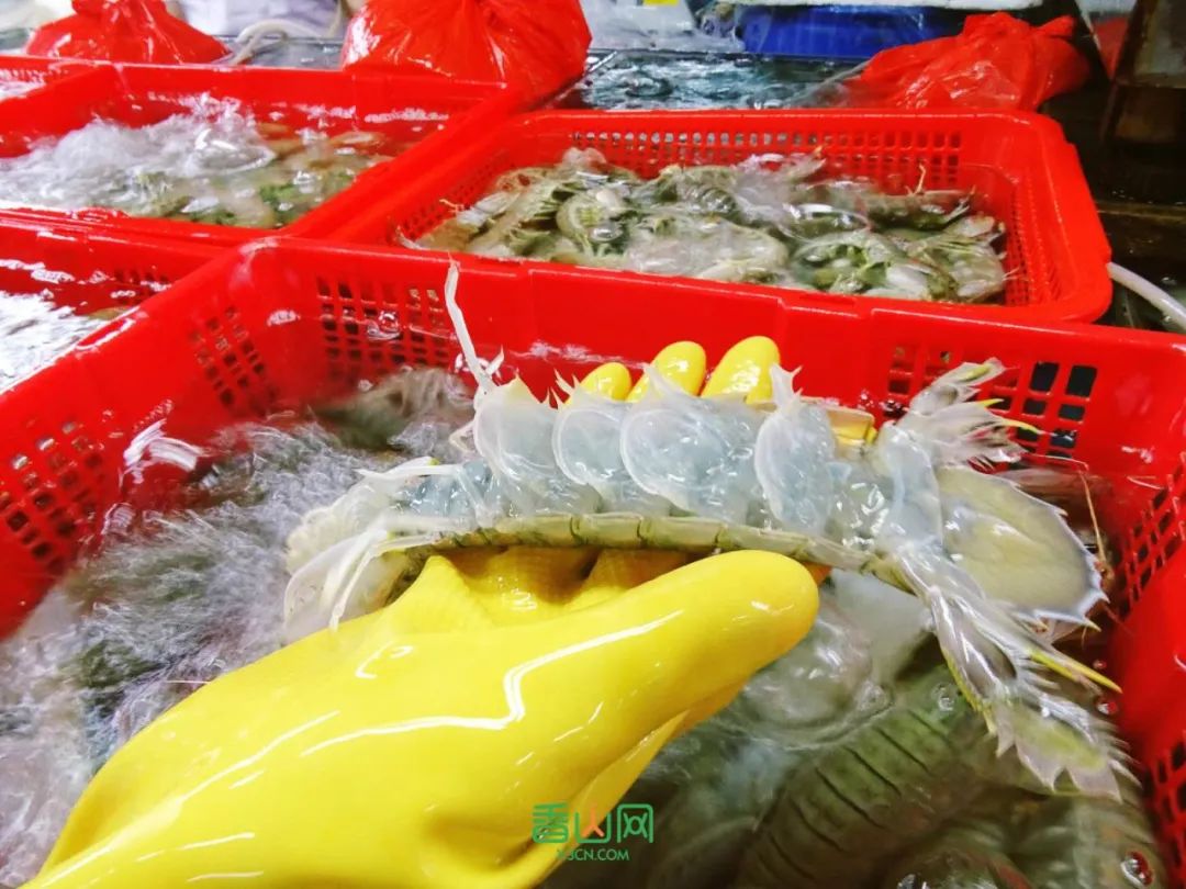 珠海花卉市場哪里便宜_珠海市花卉批發(fā)市場_珠?；ɑ苁袌雠l(fā)市場