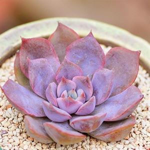 多肉海琳娜_多肉植物海琳娜_多肉海琳娜好養(yǎng)嗎