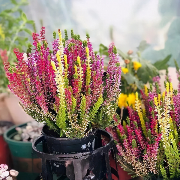 耐熱花卉植物_耐熱力強的花卉耐寒力也很強_耐熱的花卉有哪些