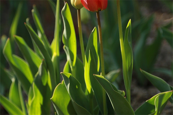花盆栽桔子樹(shù)(桔子樹(shù)花盆栽種)