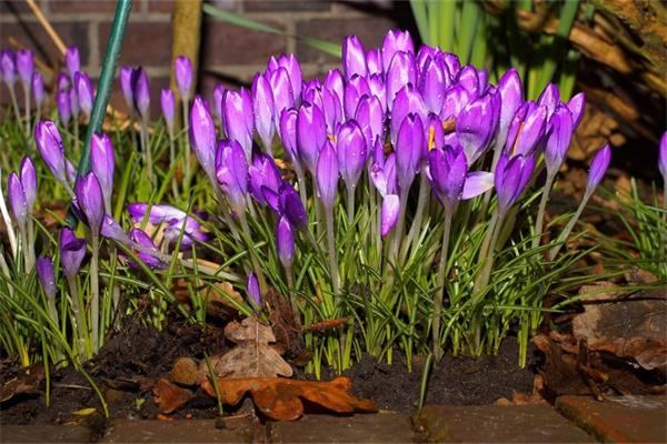 什么花適合在室內(nèi)養(yǎng)殖綠植也可以(什么花適合在室內(nèi)養(yǎng)殖綠植也可以養(yǎng))