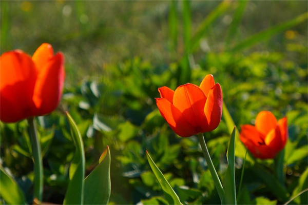 盆栽推薦(居家盆栽推薦)