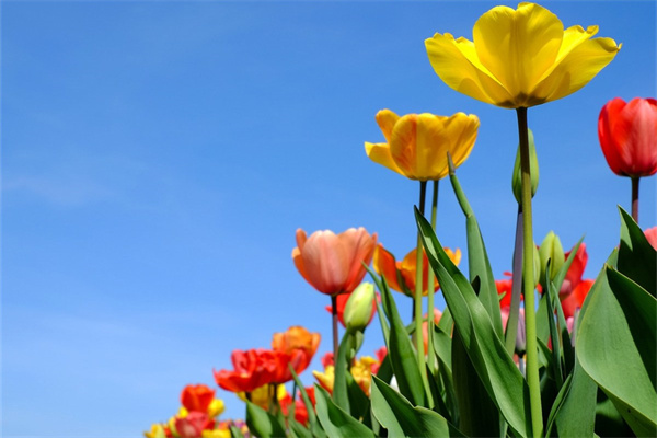 批發(fā)盆栽綠植(綠植盆栽批發(fā)市場(chǎng))