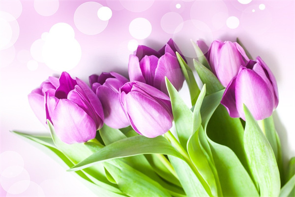 大葉金鉆一盆栽幾棵(大葉金鉆室內(nèi)容易栽培嗎)