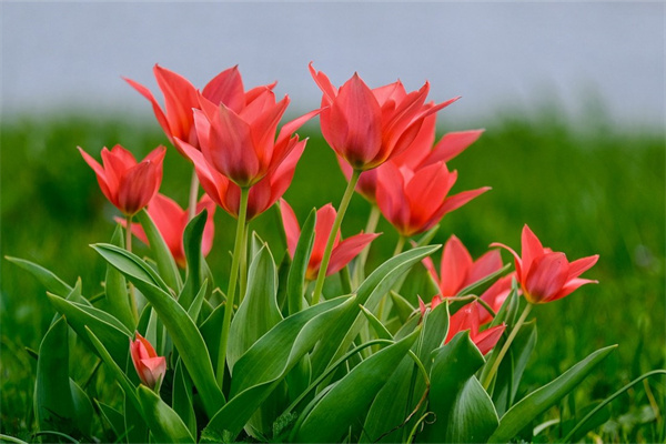 網(wǎng)上哪里可以買到盆栽花(在哪個(gè)網(wǎng)上能買到便宜的花盆)