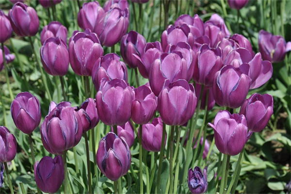 玫瑰花柄的折法(玫瑰花的花桿怎么折)