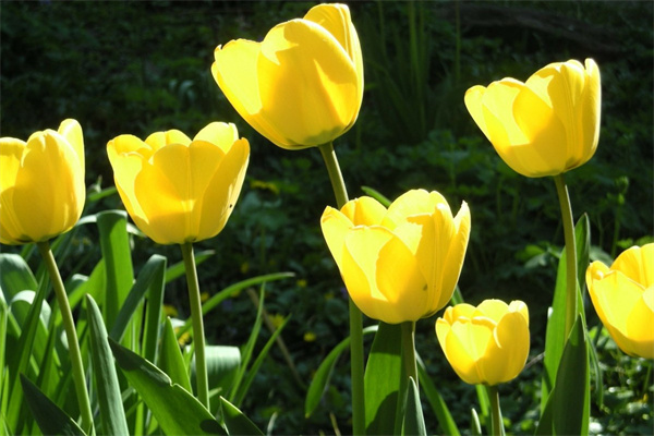 哪個(gè)產(chǎn)地的玫瑰花泡茶最好(哪個(gè)產(chǎn)地的玫瑰花泡水喝好)