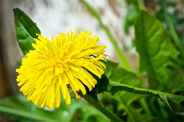 各鮮花花語(yǔ)(鮮花花語(yǔ)大全寓意帶圖片)