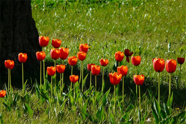 是什么的花朵(什么是什么的花朵填空一年級的題目)