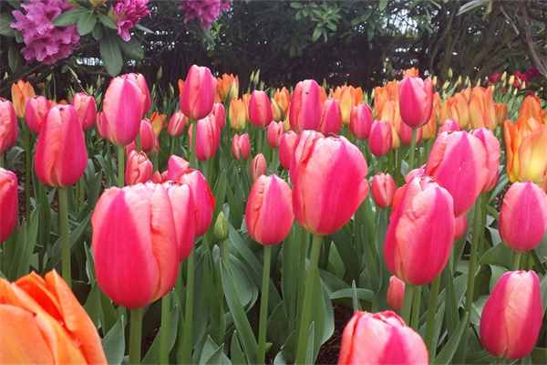 室內(nèi)綠植養(yǎng)殖公司哪家好(室內(nèi)綠植養(yǎng)殖公司哪家好一點(diǎn))