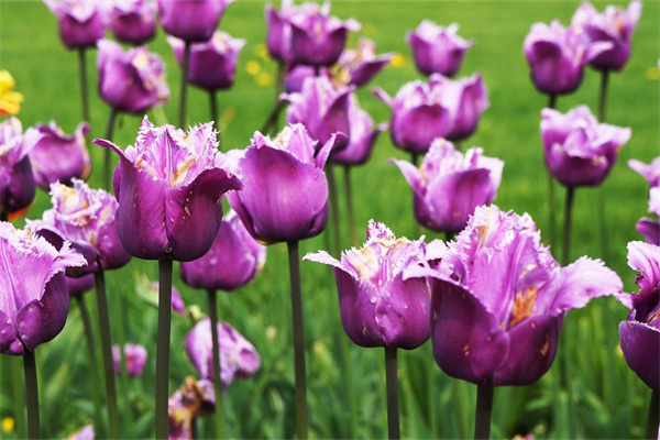 珍貴盆栽植物有哪些(珍貴盆栽植物有哪些品種)