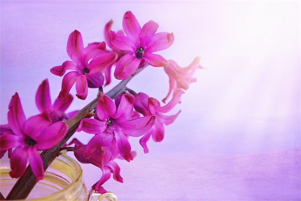 綠植盆栽報(bào)價(jià)(綠植盆栽報(bào)價(jià)大全)