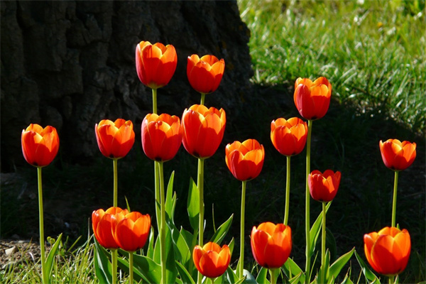 花卉大全室內(nèi)盆栽(花卉大全室內(nèi)盆栽圖片)