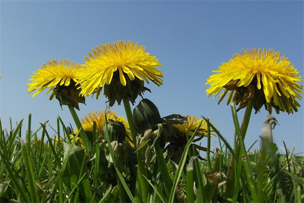 廣州盆栽花卉(廣州盆栽花卉有哪些)