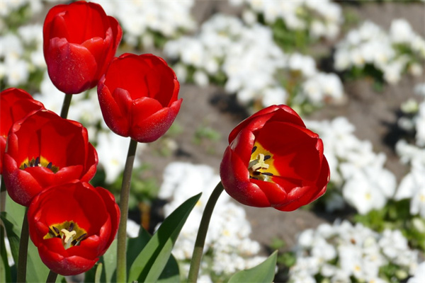 哪里有盆栽批發(fā)基地(盆栽批發(fā)市場(chǎng)進(jìn)貨渠道)