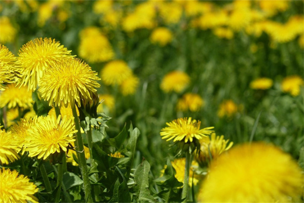 客廳背景墻兩邊放什么盆景好(客廳背景墻兩邊放什么盆景好看)
