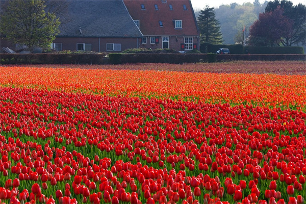 盆栽室內(nèi)凈化空氣植物(50種盆栽凈化空氣排名)