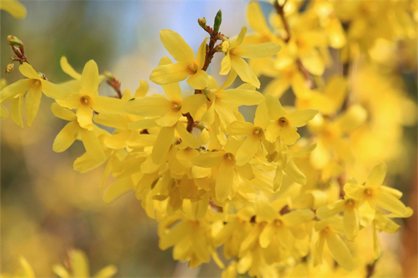 廣州花卉綠植市場(廣州賣植物花卉市場)