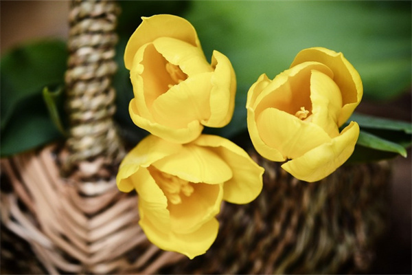 觀賞盆栽花卉(觀賞盆栽花卉圖片大全)