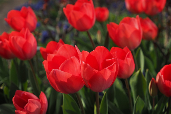 裝飾盆栽綠植(裝飾盆栽綠植有哪些)