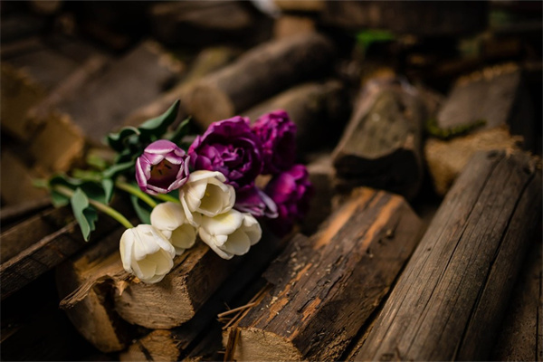 什么盆栽適合家里(什么盆栽放家里最好)