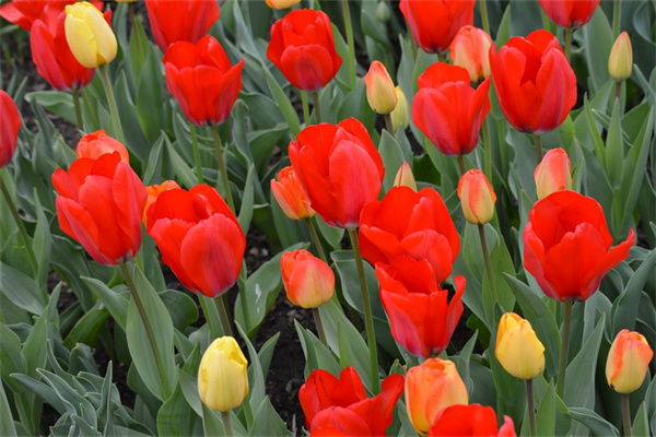 什么綠植不見陽光而且好活(什么植物不見光還在家里好養(yǎng))