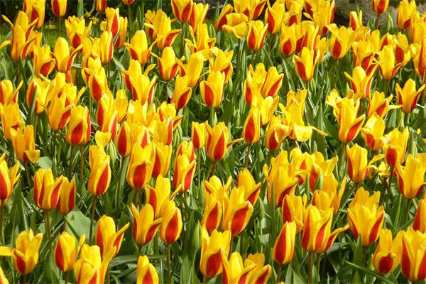 花卉盆栽金枝玉葉(盆栽植物金枝玉葉怎么怎么養(yǎng))