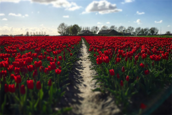 室內(nèi)盆栽植物凈化空氣(室內(nèi)空氣凈化植物盆栽排名)