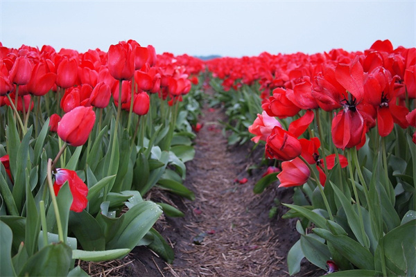 可以凈化室內(nèi)空氣的綠植有哪些(可以凈化空氣的室內(nèi)盆栽植物)