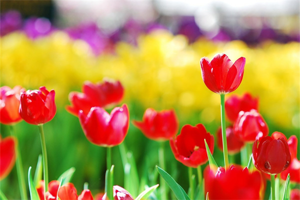 凍綠植盆栽(不怕凍的綠植盆栽有哪些)