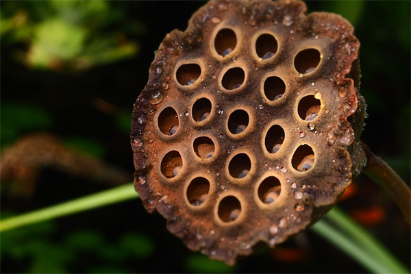 領(lǐng)導(dǎo)辦公室盆栽(領(lǐng)導(dǎo)辦公室盆栽哪些好)