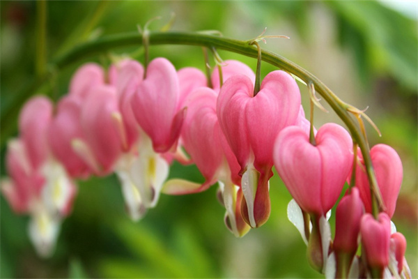 長(zhǎng)沙仿真綠植批發(fā)市場(chǎng)(長(zhǎng)沙綠植批發(fā)市場(chǎng)在哪里)