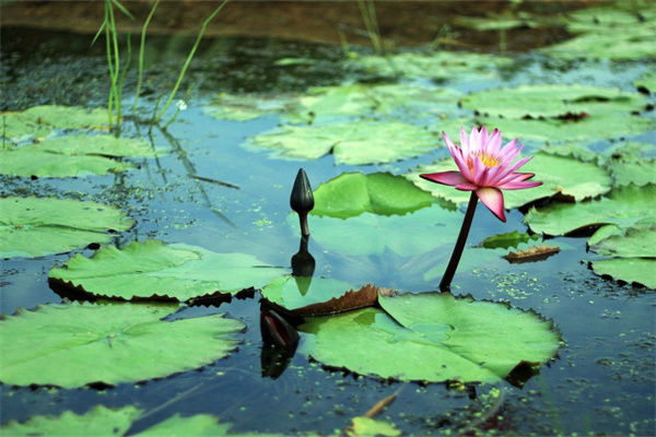 四季開花盆栽植物(四季開花盆栽植物圖片)