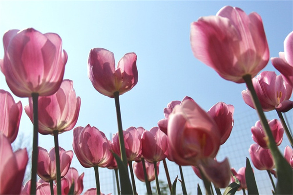 鐵皮石斛家庭種植方法和時間(養(yǎng)護鐵皮石斛的注意事項)