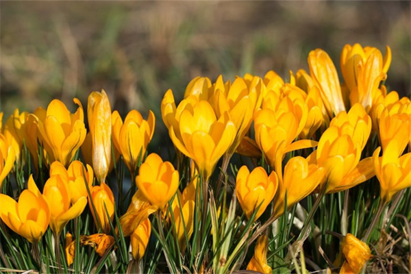 綠植盆景租擺(綠植盆景租擺圖片)