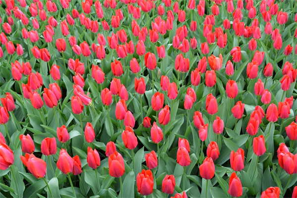 合適家里種的綠植(合適家里種的綠植圖片)