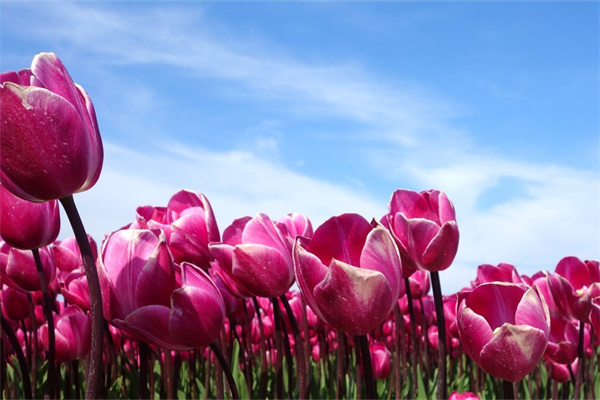 蘭花花盆底部放什么好(蘭花盆底部用什么墊底)