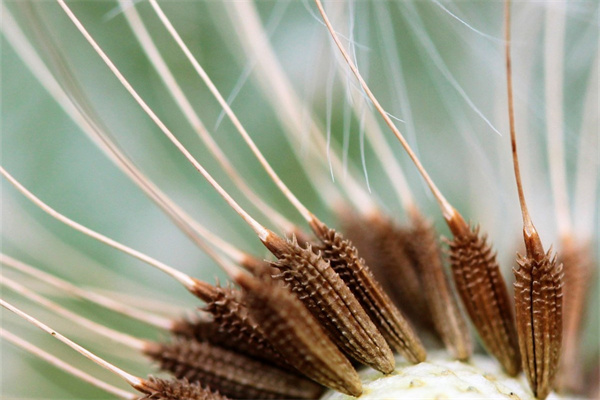 水培綠植養(yǎng)魚(yú)(在水培綠植里養(yǎng)魚(yú)好嗎)