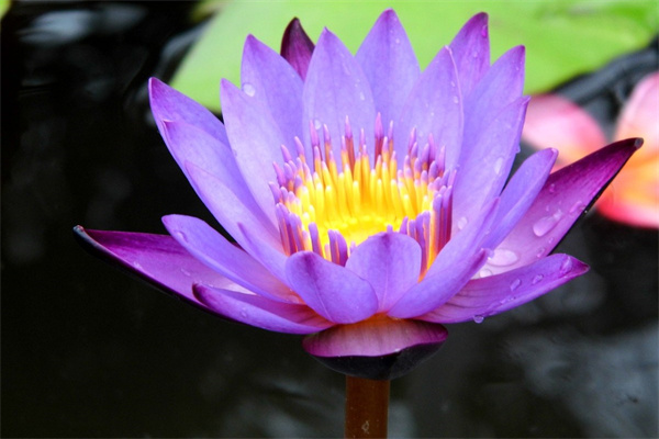 冬天適合室內(nèi)養(yǎng)殖的綠植(冬天適合室內(nèi)養(yǎng)殖的綠植有哪些)