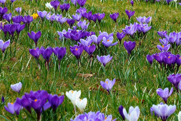 盆景木本花卉批發(fā)(盆景木本花卉批發(fā)廠家)