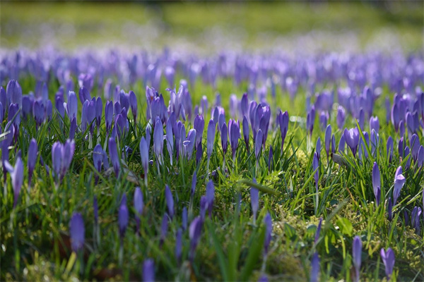 紫竹梅的養(yǎng)殖方法和繁殖技術(shù)