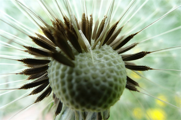 客廳綠植天堂鳥(天堂鳥綠植放客廳好嗎)