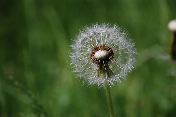 綠植可以放床頭嗎?(綠植可以放床頭嗎風(fēng)水好嗎)