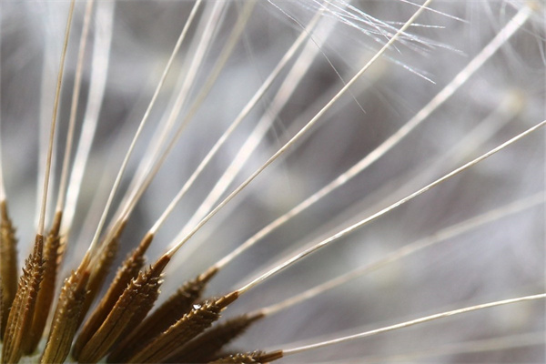 花草盆景價格(花草盆景價格多少)