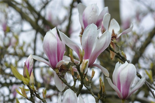 微型植物盆栽(微型盆景什么植物最好養(yǎng))