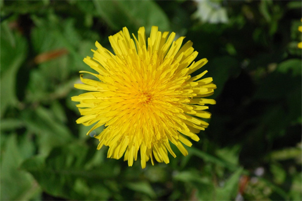 耐寒的室內(nèi)植物有哪些盆栽(耐寒而且能在室內(nèi)養(yǎng)的植物有哪些?)