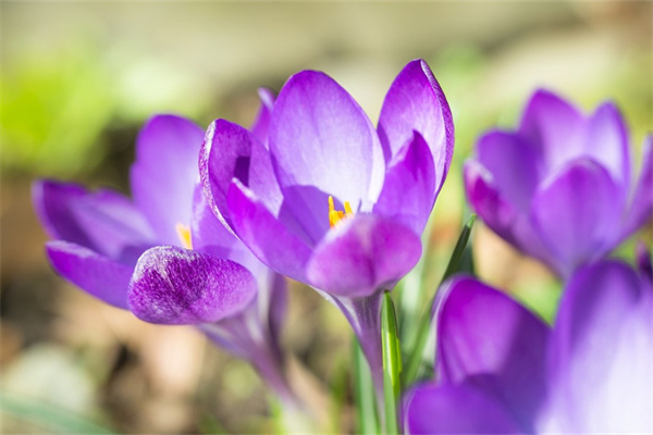 綠植放客廳(綠植放客廳什么方位好)