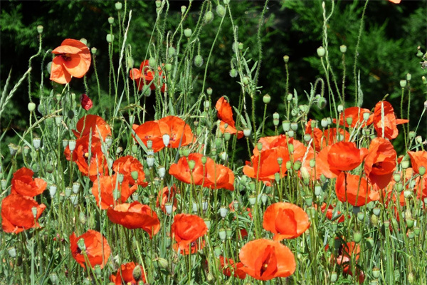 耐寒耐熱植物室外(耐寒室外植物有哪些)