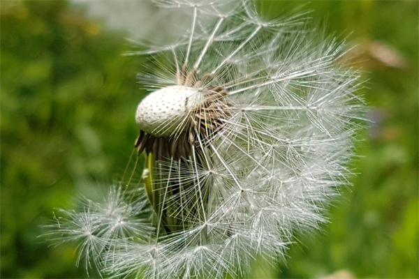 辦公室綠植布置(辦公室綠植布置公司)