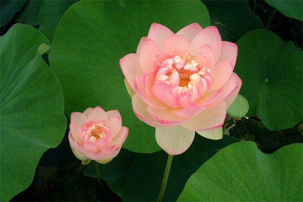 耐寒盆景植物(耐寒盆栽花卉植物)